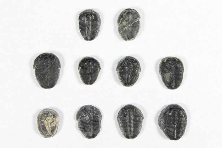 Lot: / Elrathia Trilobites - Pieces #91938
